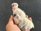 Black Cap Conner Chick