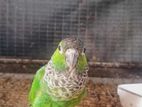 Black Cap Conure