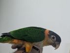 Black-Capped Caique Bird