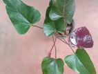 Black Cardinal Anthurium