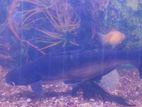 Black Catfish