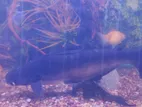 Black Catfish
