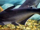 Black Catfish