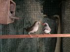 Finches Breeding Pair