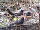 Black Cheek Finches