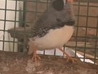 Black Chick Finches