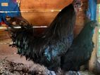 Black Chick