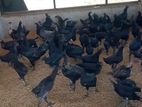 Black Chicken