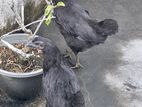 black chicken