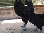 Black Chicken