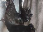 Black Chicken