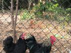 Black Cochin Bantam
