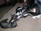 Black Colour Cats for Kind Home