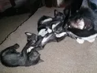 Black Colour Cats for Kind Home