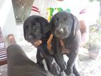 Black Colour Labrador Puppies