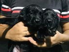 Black Colour Labrador Puppies