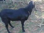 Male Goat