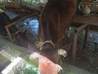 Farm Cow