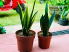 Sansevieria Plant