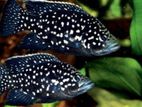 Black Diamond Cichlids