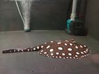 Black Diamond Stingray
