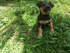 Puppy for Kind Home