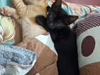 Black Persian Kittens for Kind Home