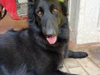 Black German Shepherd Dog