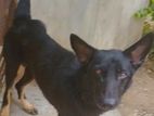 Dog for Kind Home