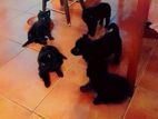 Black German Shepherd Puppies