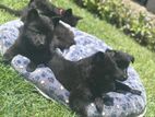 Black German Shepherd Puppies