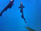 Black Ghost Fish