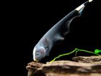 Black Ghost Knife Fish