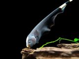 Black Ghost Knife Fish