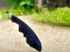 Black Ghost Knife Fish