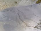 Giant Gourami Fish