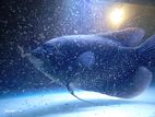 Giant Gourami Fish