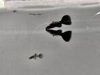 Black Guppy Fish