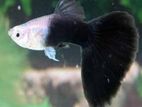 Black Guppy