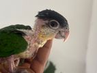 Black Head Caique Chicks