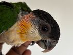 Black Head Caique Chicks