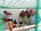 Black Head Finches