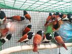 Black Head Finches