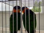 Black Headed Caique Birds