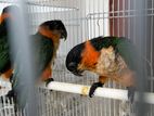 Black-Headed Parrot