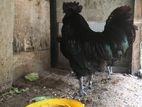 Black Hen and Chickens
