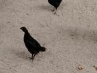 Black Hen