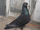 Black Indian Pigeon Pair