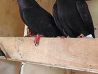 Black Indian Pigeon