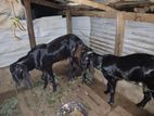 Black Jamuna 2 Goats